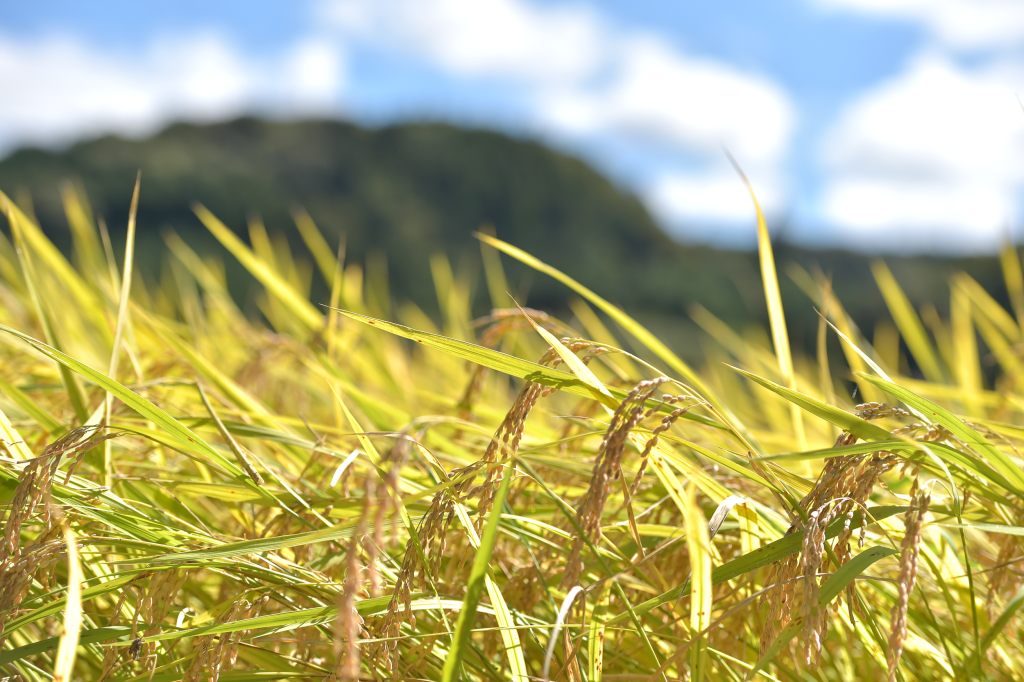 【やまと事業本部】2024年稲刈り